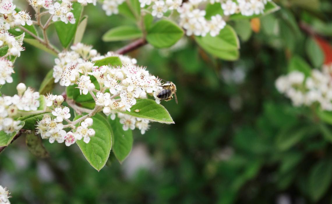 Flore et faune sauvage dans une nature préservée