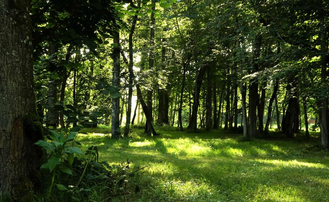 Balade en forêt près du restaurant le Castéra